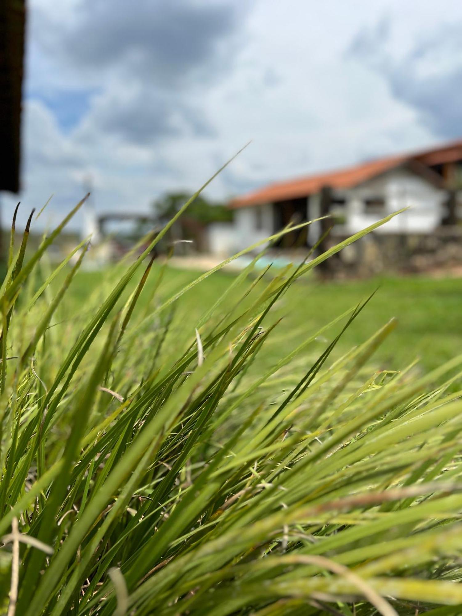 Fazenda Do Engenho Hotell Santa Rita do Rio Abaixo Eksteriør bilde