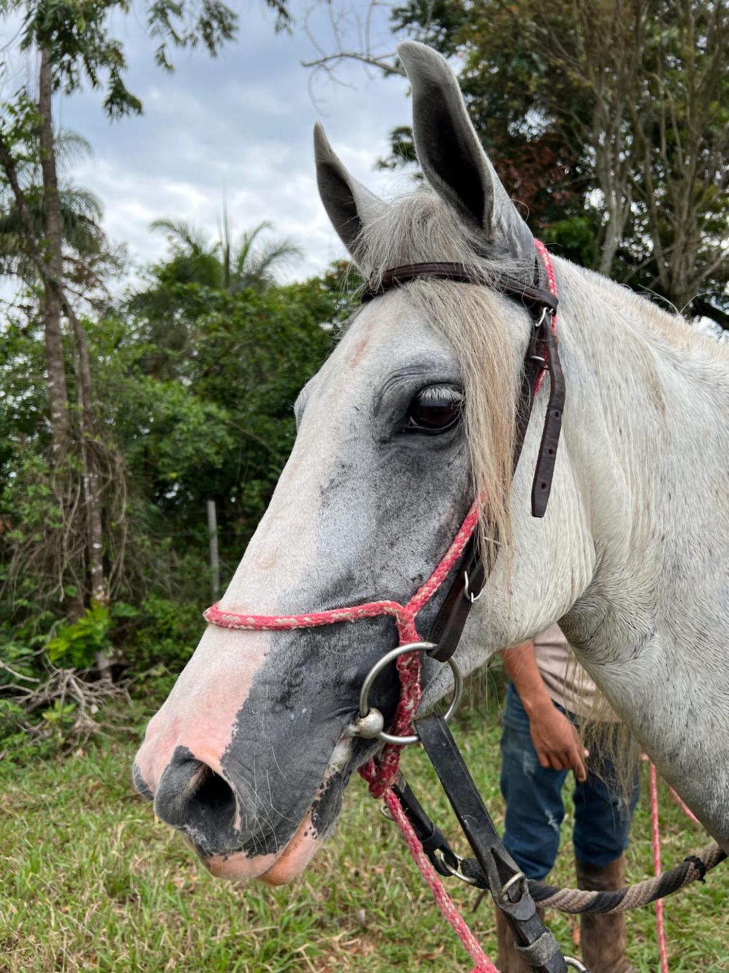 Fazenda Do Engenho Hotell Santa Rita do Rio Abaixo Eksteriør bilde
