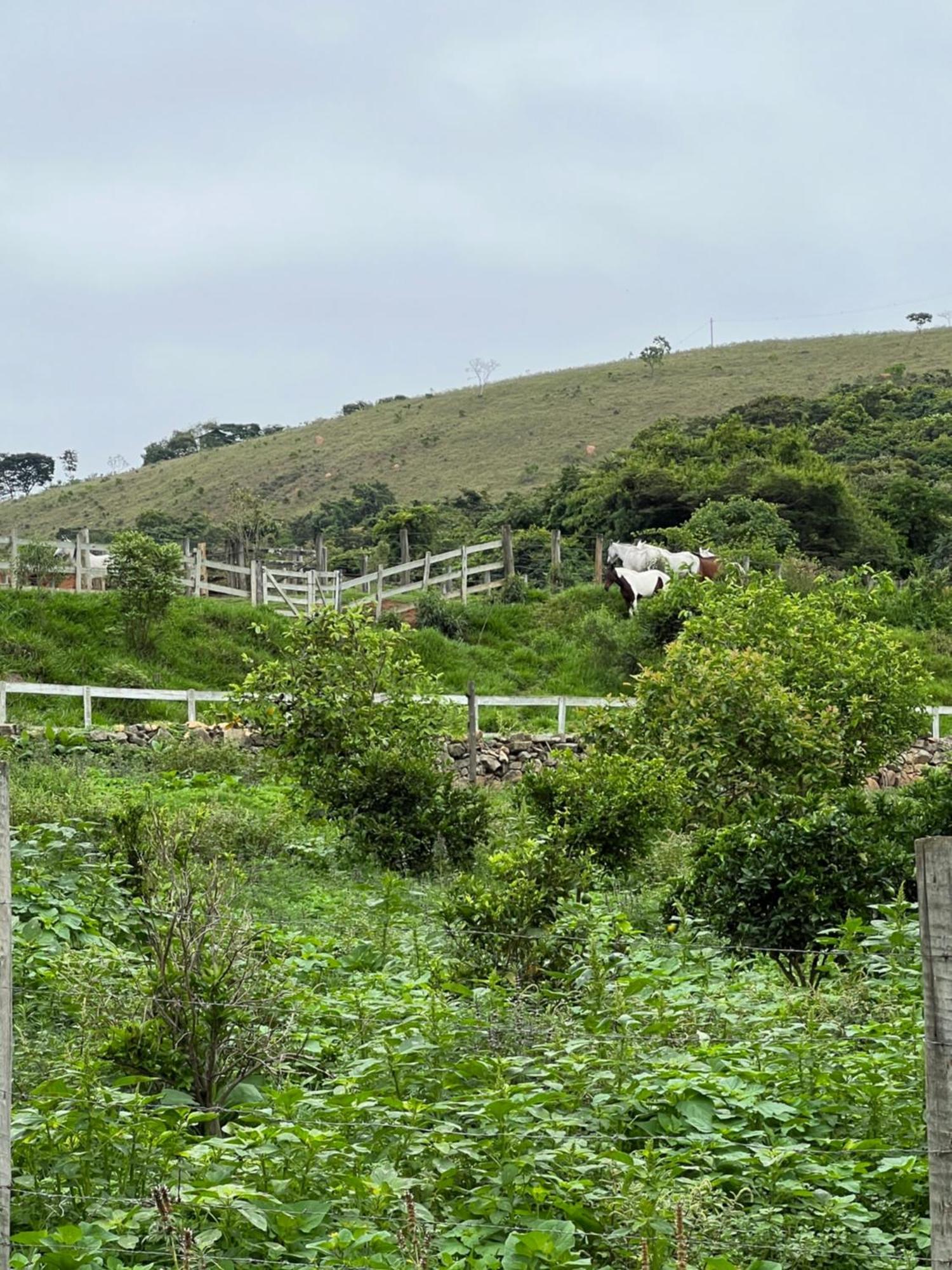 Fazenda Do Engenho Hotell Santa Rita do Rio Abaixo Eksteriør bilde