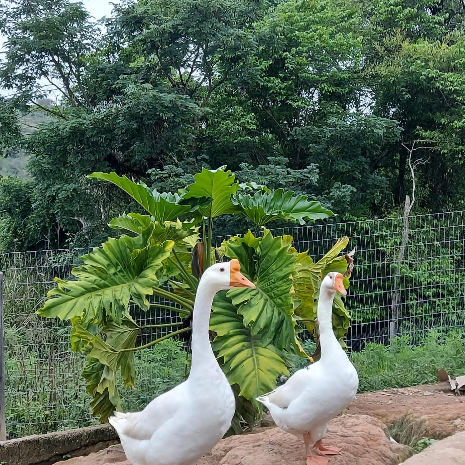Fazenda Do Engenho Hotell Santa Rita do Rio Abaixo Eksteriør bilde