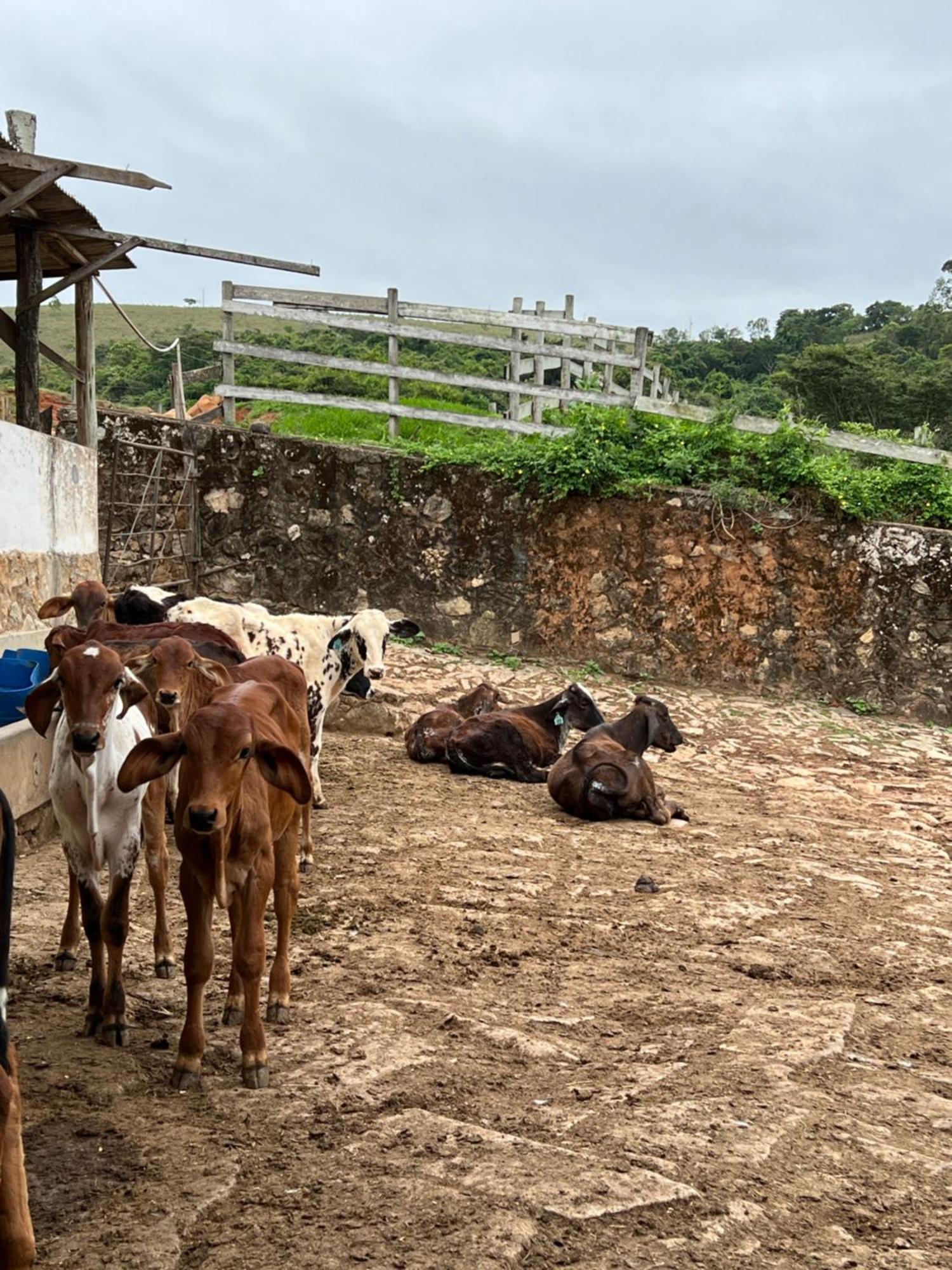 Fazenda Do Engenho Hotell Santa Rita do Rio Abaixo Eksteriør bilde