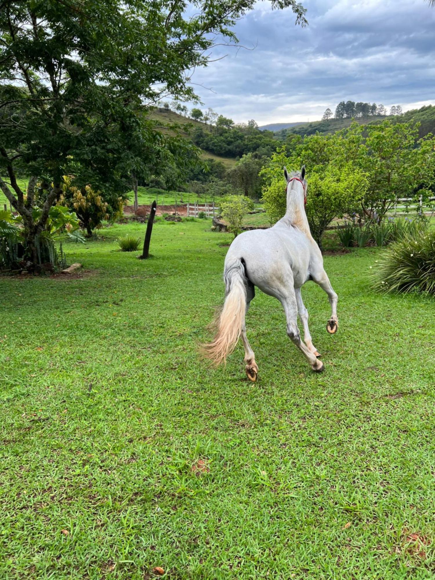 Fazenda Do Engenho Hotell Santa Rita do Rio Abaixo Eksteriør bilde