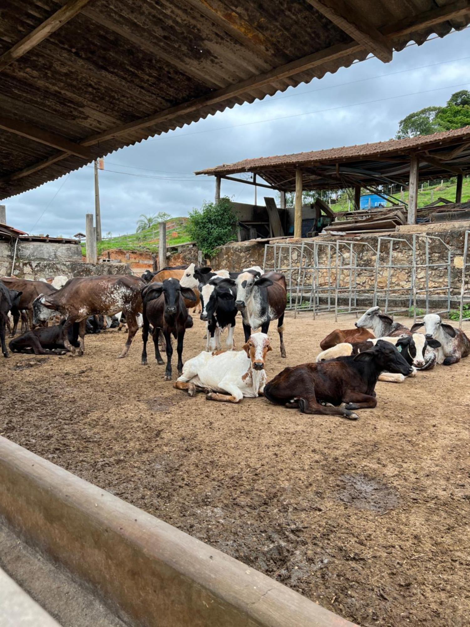 Fazenda Do Engenho Hotell Santa Rita do Rio Abaixo Eksteriør bilde