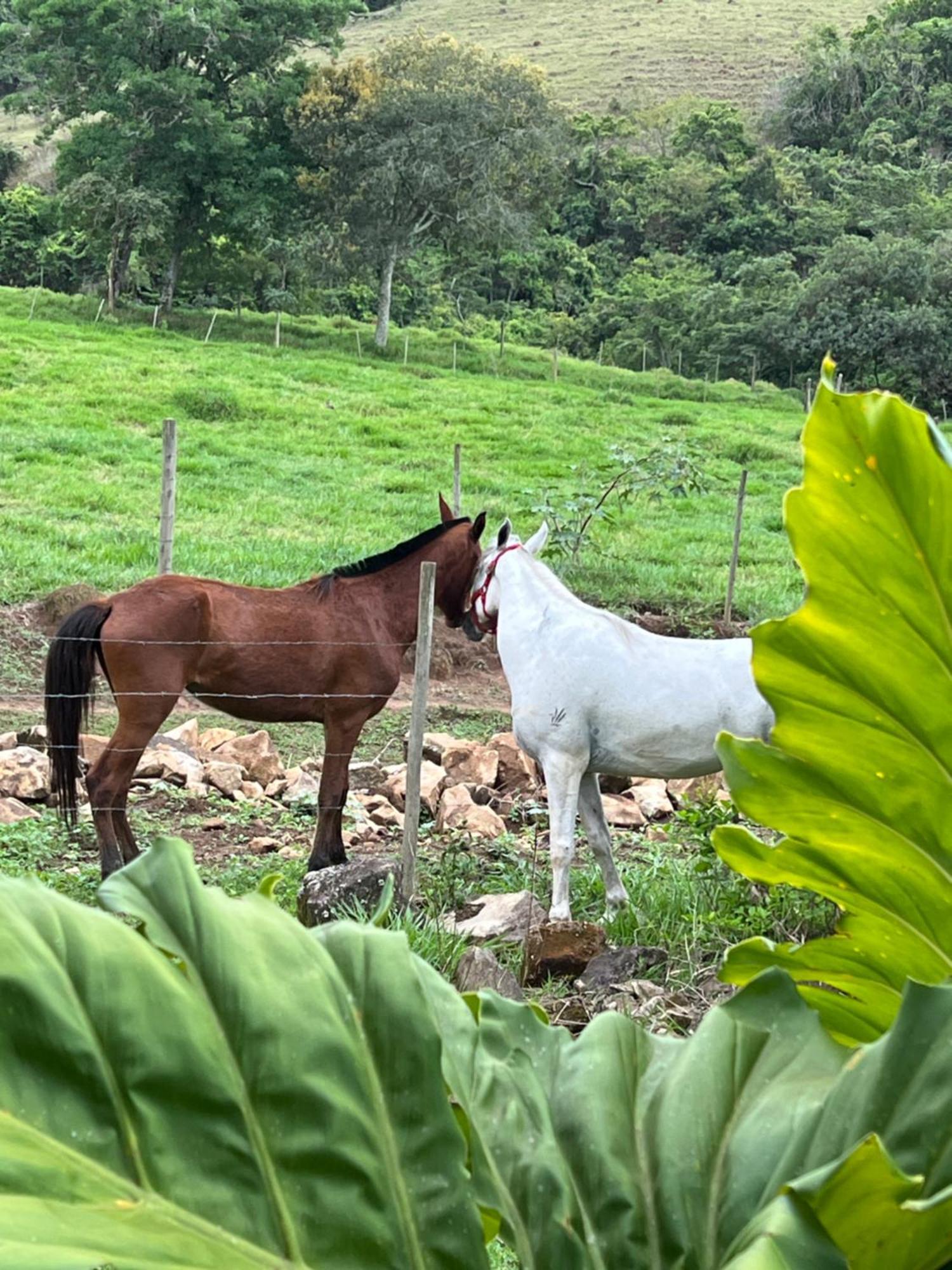 Fazenda Do Engenho Hotell Santa Rita do Rio Abaixo Eksteriør bilde