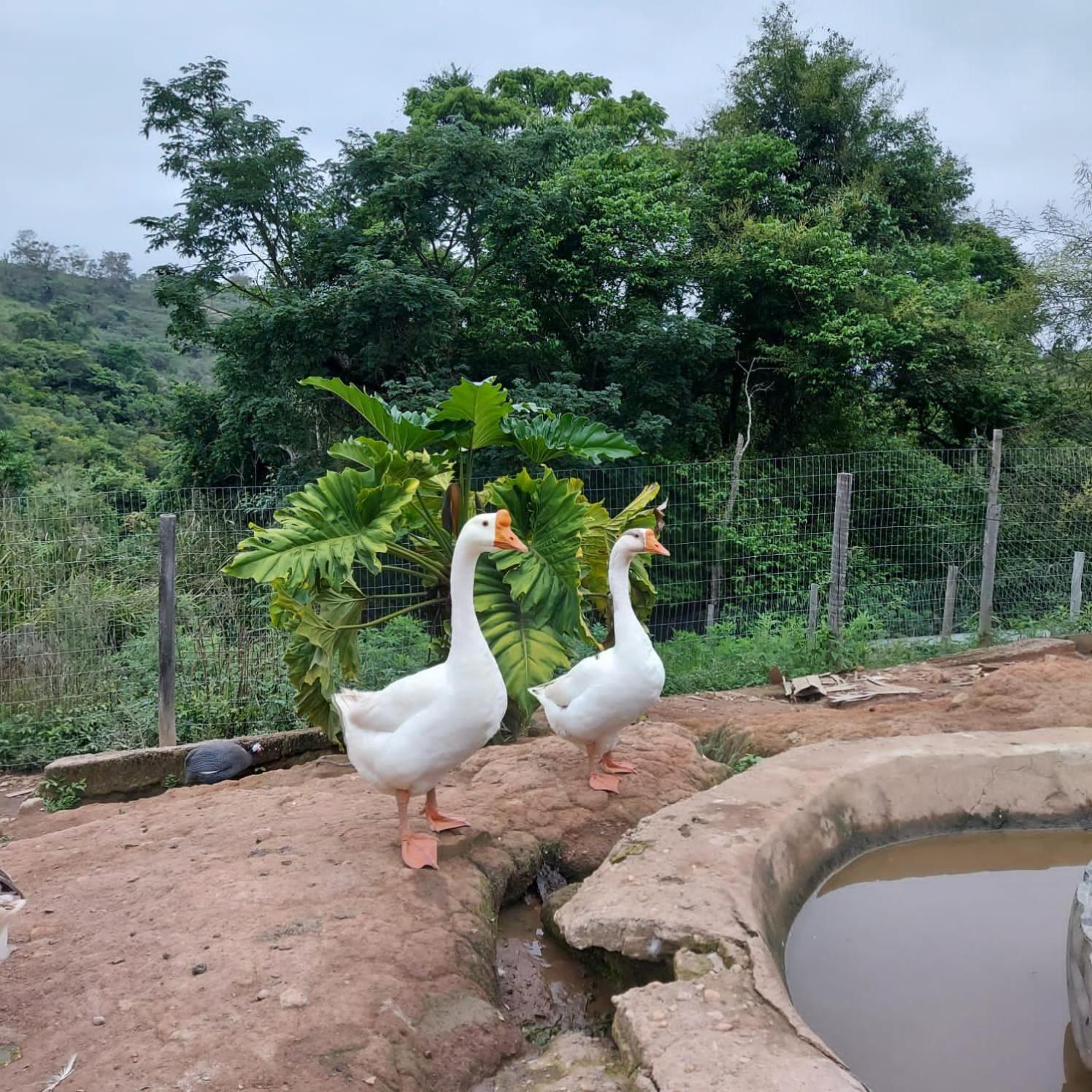 Fazenda Do Engenho Hotell Santa Rita do Rio Abaixo Eksteriør bilde