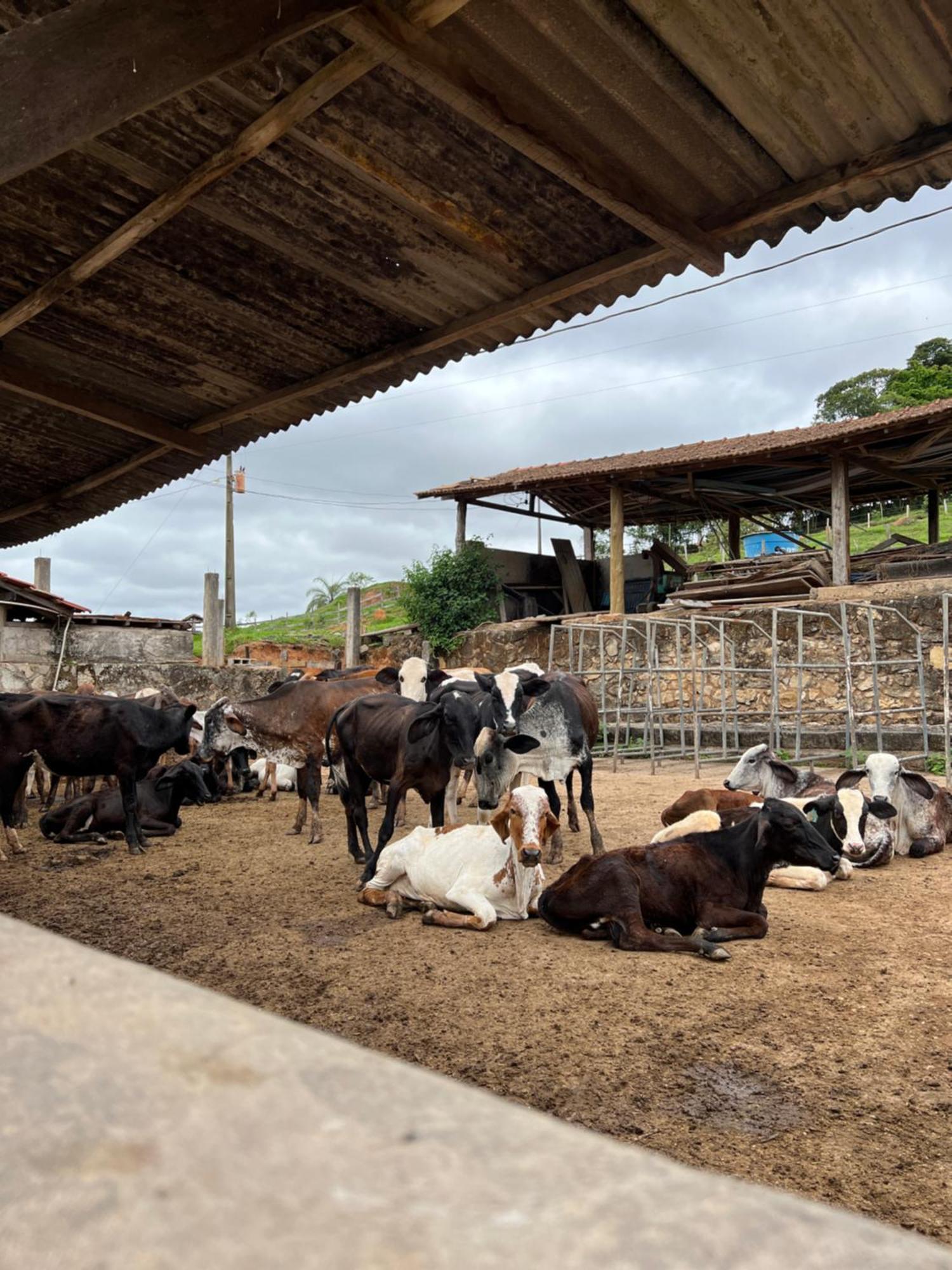 Fazenda Do Engenho Hotell Santa Rita do Rio Abaixo Eksteriør bilde